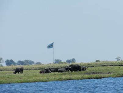 Photo: Cape Buffalo and Botswana Flag on Sedudu Island