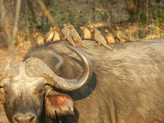 Photo: Cape Buffalo with Yellow-Billed Oxpecker Groupies