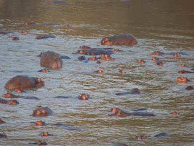 Photo: Hippo Pool