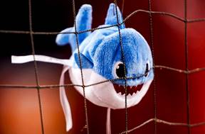 Image result for baby sharks in washington parra dugout