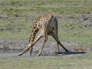 Photo: Downward Giraffe Dog