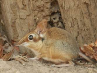 Photo: Elephant Shrew