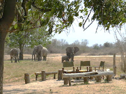 Photo: Elephants in breakfast area