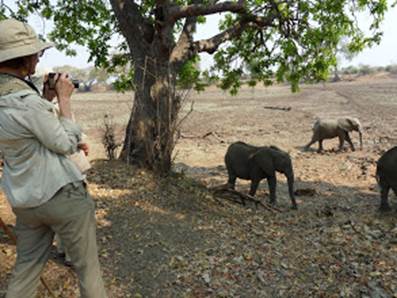 Photo: Game Walk - Elephants Close By