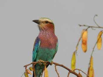 Photo: Lilac-Breasted Roller