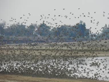 Photo: Red-Billed Queleas