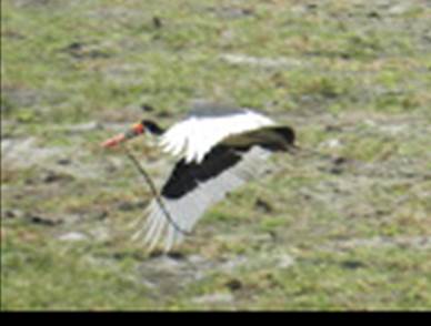 Photo: Saddlebill Stork with Snake
