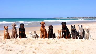 Watch 'Happy': the Australian version with 12 beach dogs and 1 ...